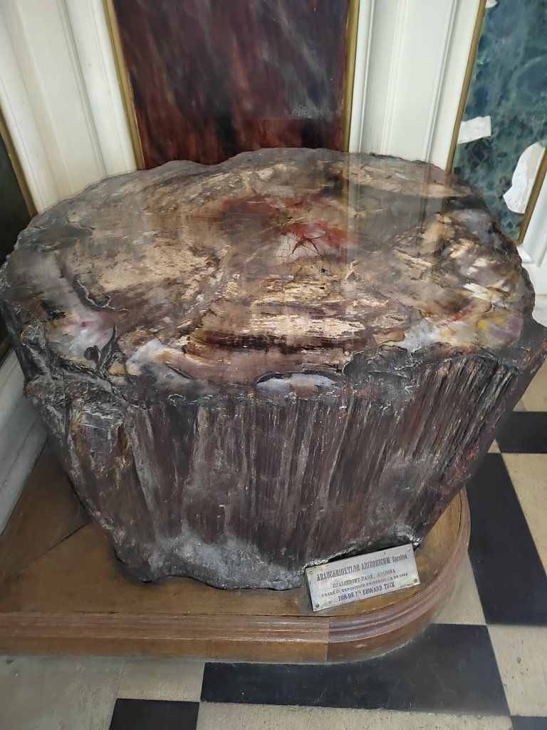Le Bois silicifié ou fossilisé